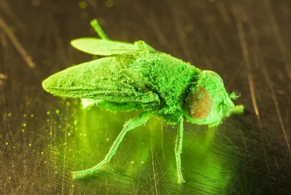 New World screwworm tracker: Confirmed Texas cases and what you need to know
