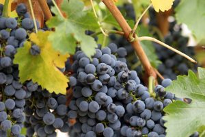 A closeup of purple grapes on the vine