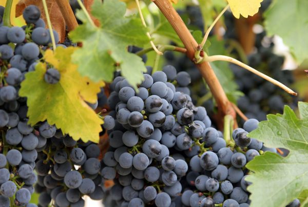 A closeup of purple grapes on the vine