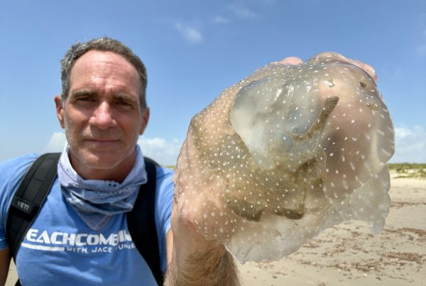 These harmless jellyfish bring a star-filled night sky to the shoreline