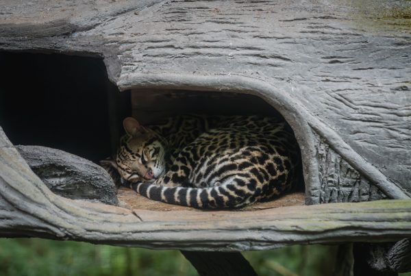 New ocelot kittens bring hope for the endangered cat