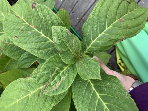 A photo of a leafy green plant with several brown spots and missing edges.