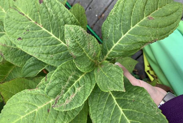 This nearly invisible insect will damage plants — and may bite you
