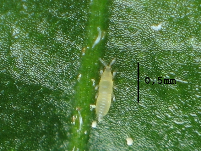 A very close up photo of a tiny thrips nymph on a green leaf. A scale marker shows it is just a bit longer than half a millimeter.