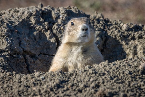 Prairie dogs return to Fort Worth refuge after mysteriously disappearing years ago
