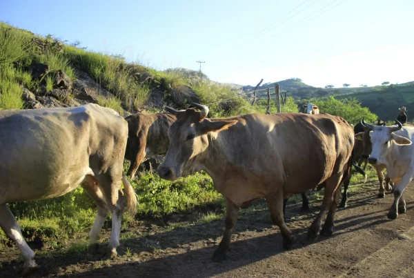 US to resume limited Mexican cattle imports as beef supplies tighten