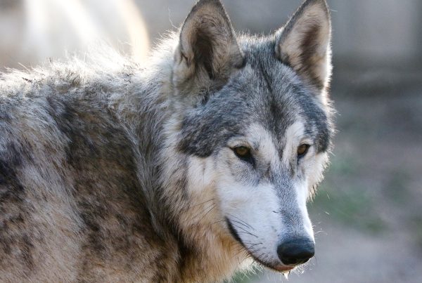A glimpse of the future of Texas wolves in a Navasota sanctuary