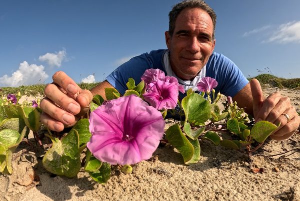 These vines bloom beautifully, but also play an important role on Texas beaches