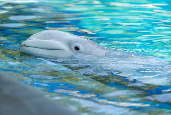 Rescued beluga whales settling into new home at SeaWorld San Antonio after international rescue