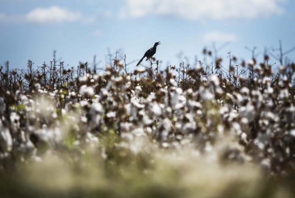 Synthetic fabrics kneecapped American cotton. Industry leaders have a plan to revive it