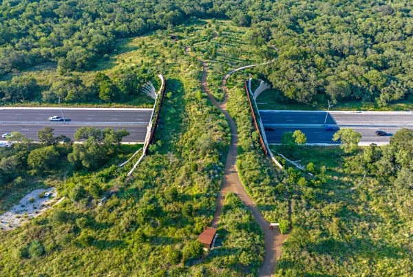 Has San Antonio’s land bridge worked for wildlife as intended?