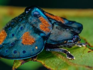 A close-up photo of the bright blue and orange shell of a tortoise beetle.