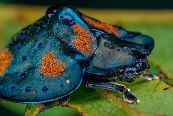 This beautiful beetle has some unique habits worth trying to spot