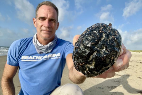 Hundreds of Monkey’s Brain sea beans wash ashore in Texas