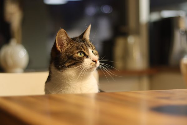 Hungry pets face automatic feeder outage