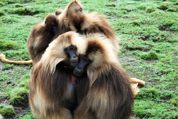 ‘Second Nature’ explores the surprising diversity of sex and gender in the animal kingdom