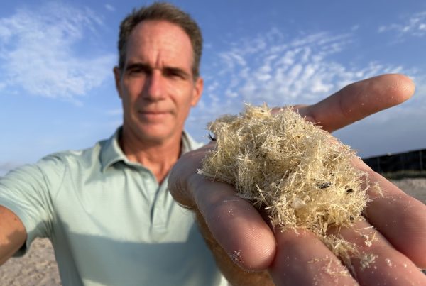 Millions of sea butterflies are washing up on Texas beaches