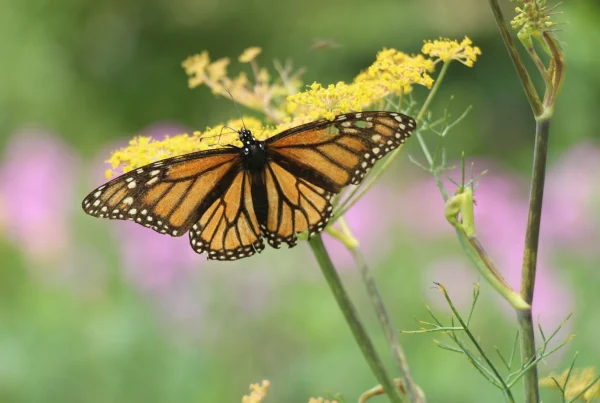A ‘Monarch Highway’ in the central US stalled. But states are still planting butterfly rest stops