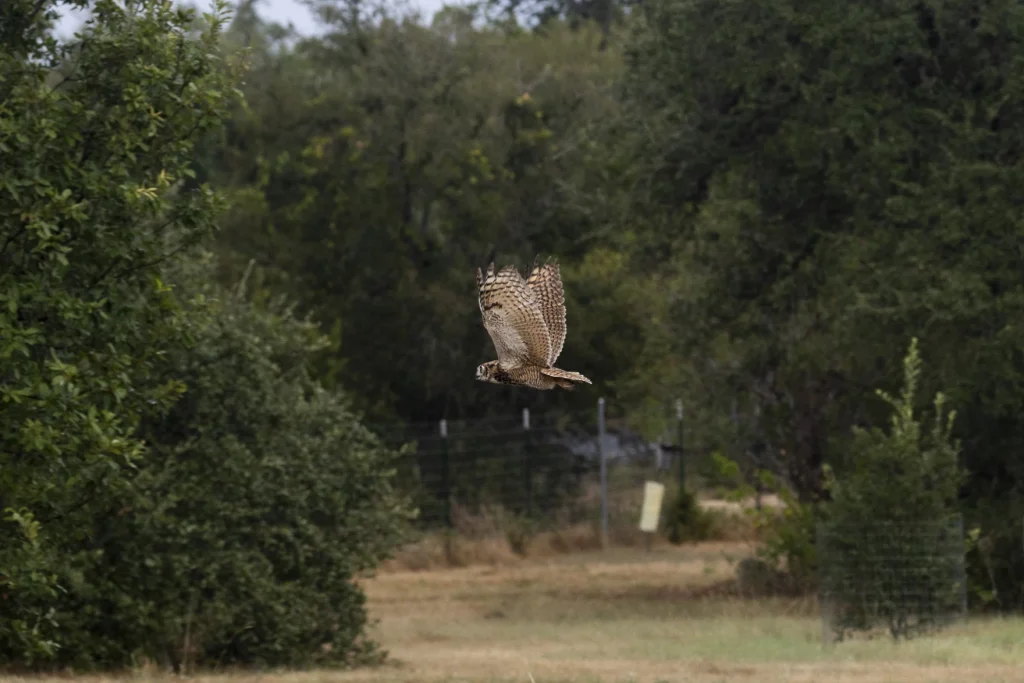 Months after Texas' most famous owl abandoned her nest, surviving owlet is released into the wild