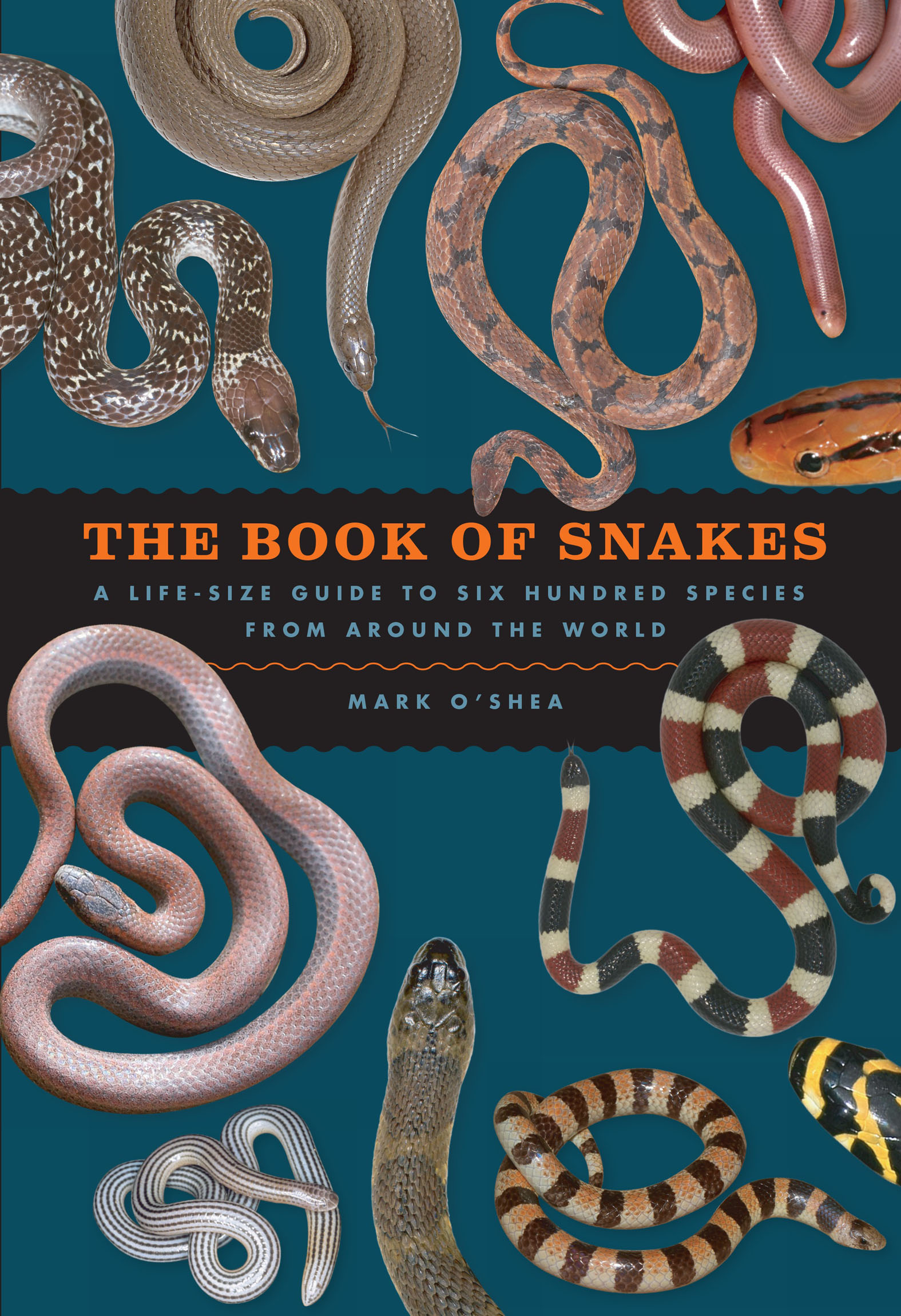 This image is the cover for the book Book of Snakes