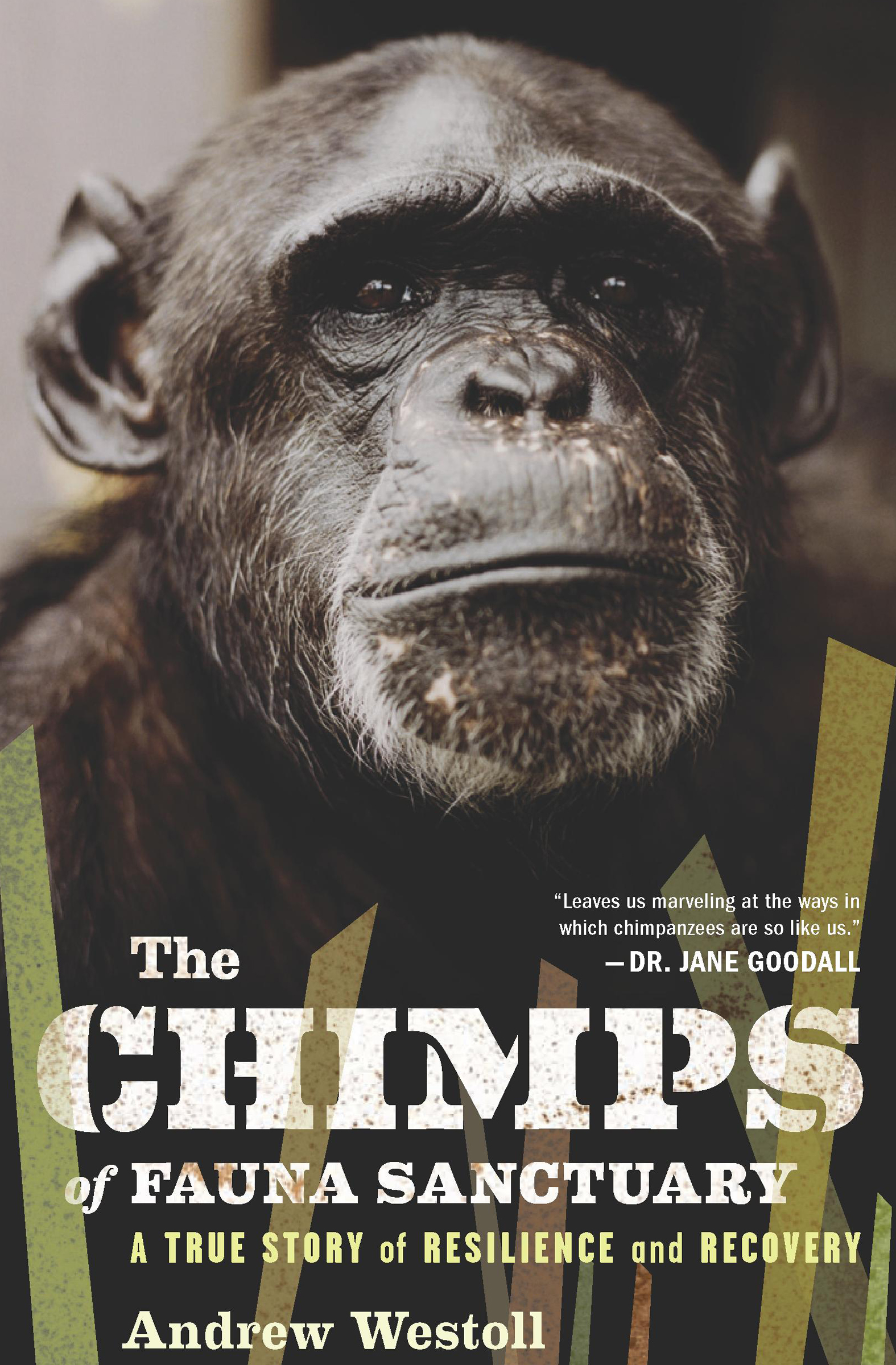 This image is the cover for the book Chimps of Fauna Sanctuary
