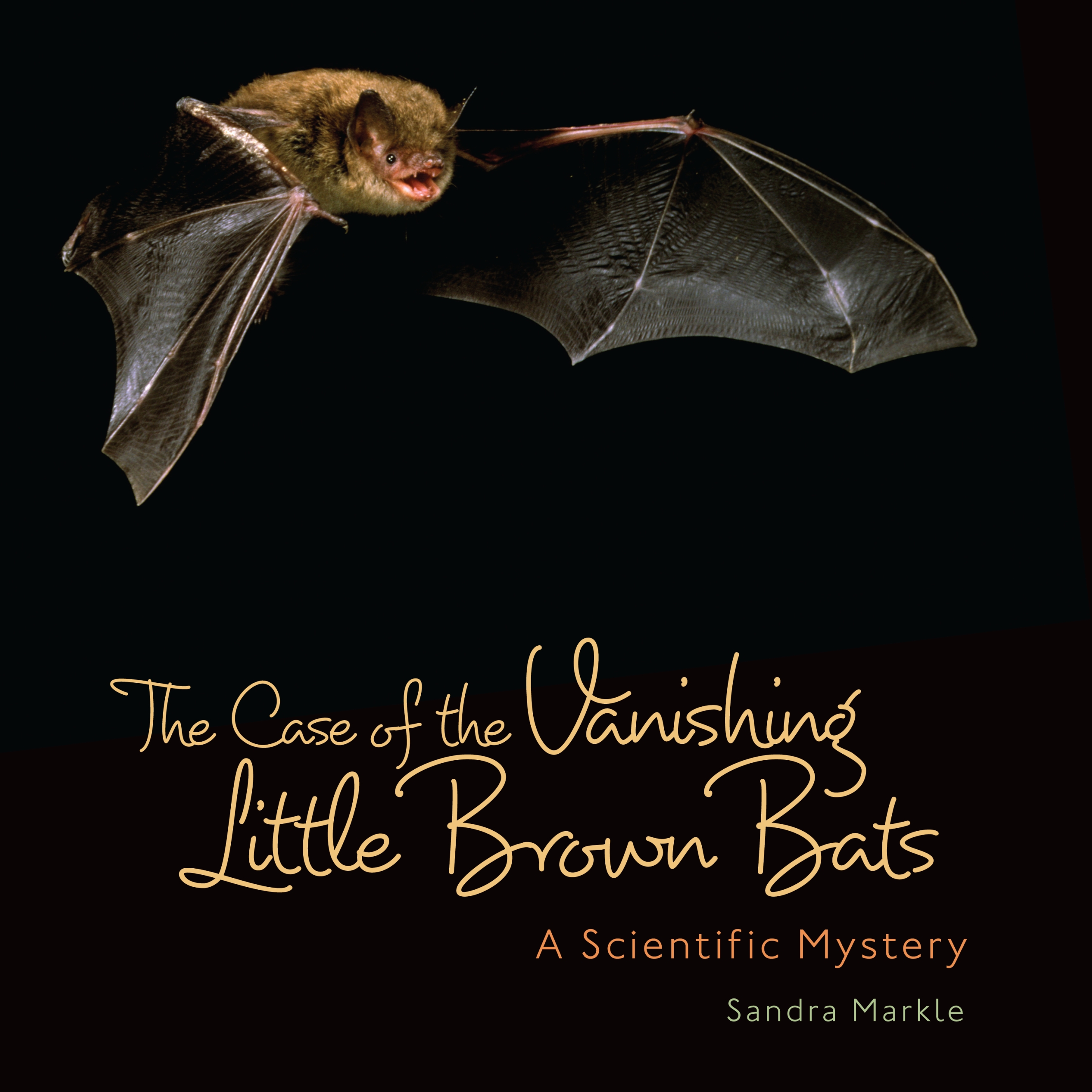 This image is the cover for the book Case of Vanishing Little Brown Bats, Sandra Markle's Science Discoveries