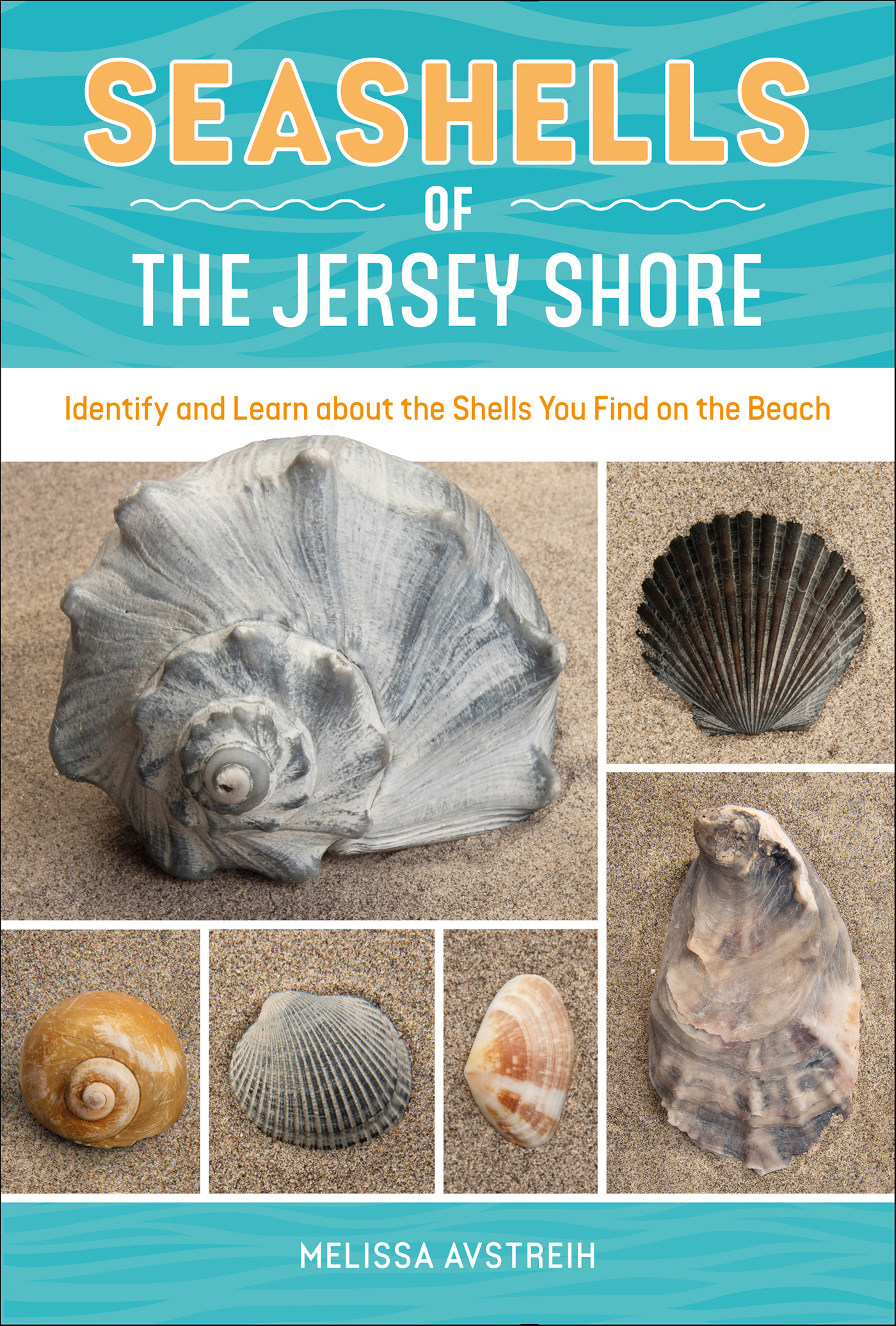 This image is the cover for the book Seashells of the Jersey Shore