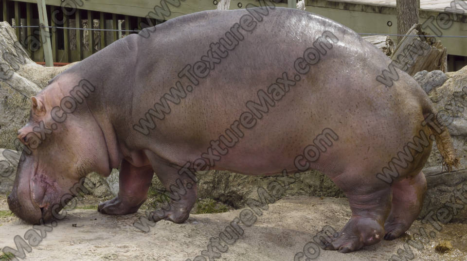 Texture of /animals/various-animals/various-animals_0002_03