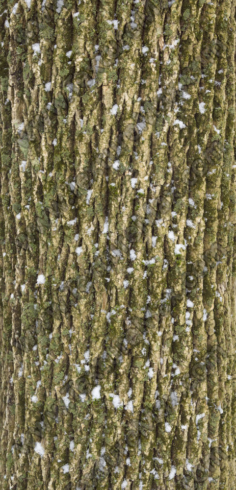 Texture of /plants/mossy-tree-bark/mossy-tree-bark_0019_01