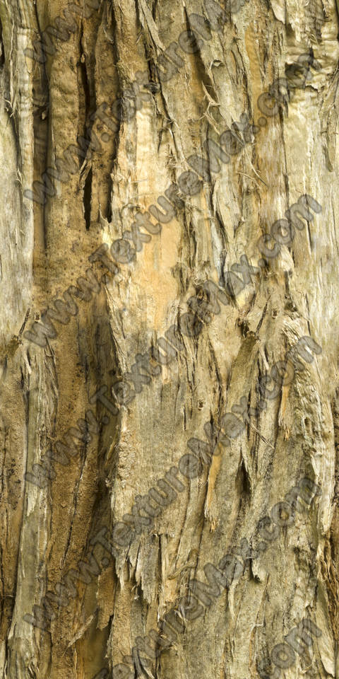 Texture of /plants/rough-tree-bark/rough-tree-bark_0010_01_S