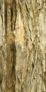 Texture of /plants/rough-tree-bark/rough-tree-bark_0010_01_S