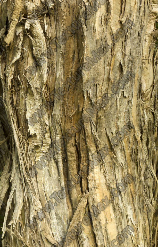 Texture of /plants/rough-tree-bark/rough-tree-bark_0010_01