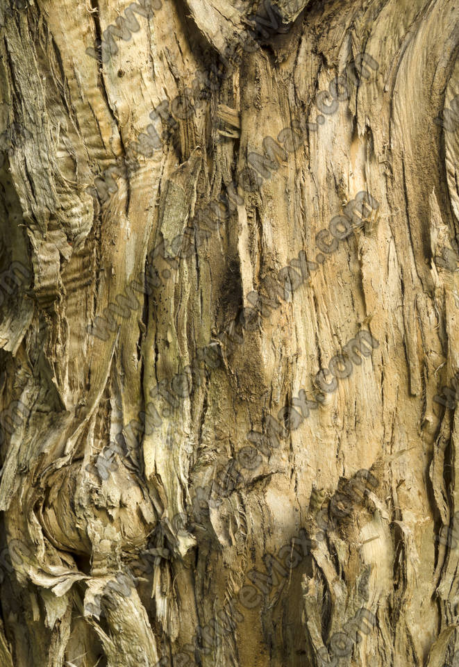 Texture of /plants/rough-tree-bark/rough-tree-bark_0010_02