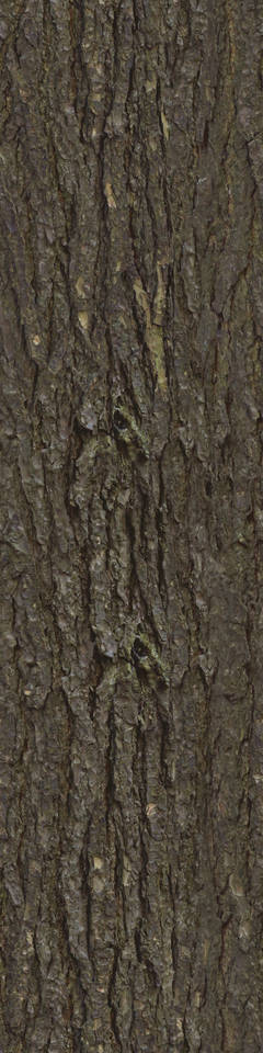 Texture of /plants/rough-tree-bark/rough-tree-bark_0032_01_S