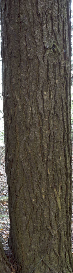 Texture of /plants/rough-tree-bark/rough-tree-bark_0032_01