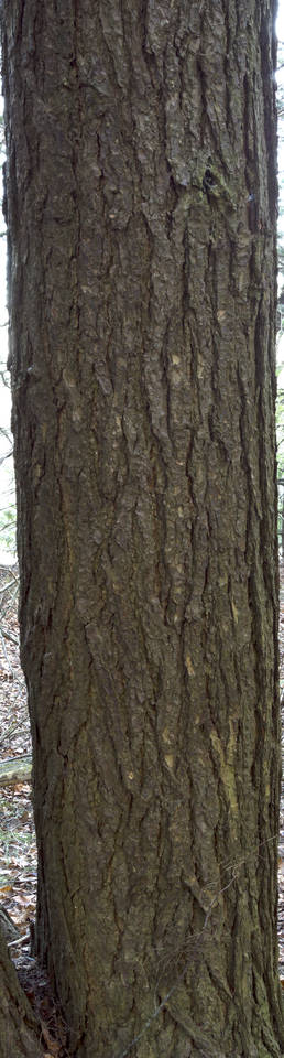 Texture of /plants/rough-tree-bark/rough-tree-bark_0032_01