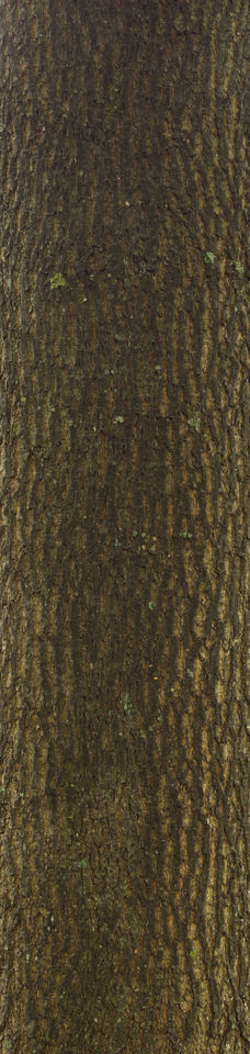 Texture of /plants/rough-tree-bark/rough-tree-bark_0060_01