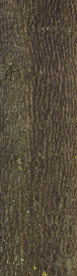 Texture of /plants/rough-tree-bark/rough-tree-bark_0060_02