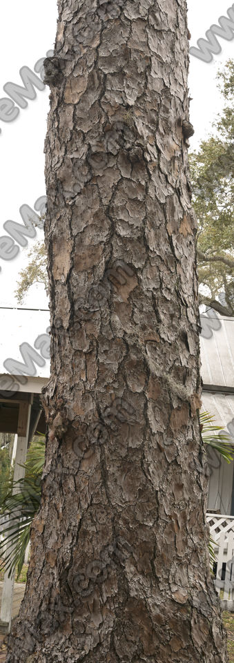 Texture of /plants/rough-tree-bark/rough-tree-bark_0082_01