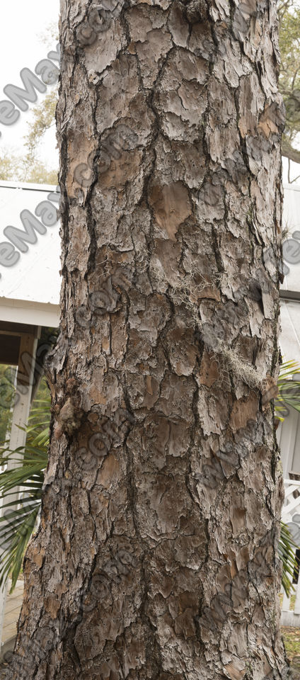 Texture of /plants/rough-tree-bark/rough-tree-bark_0082_02