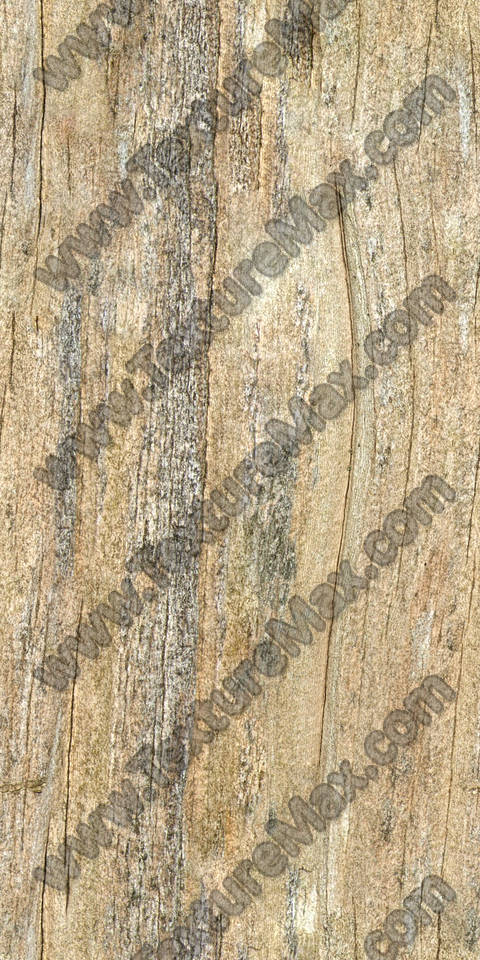 Texture of /plants/smooth-tree-bark/smooth-tree-bark_0001_01_S