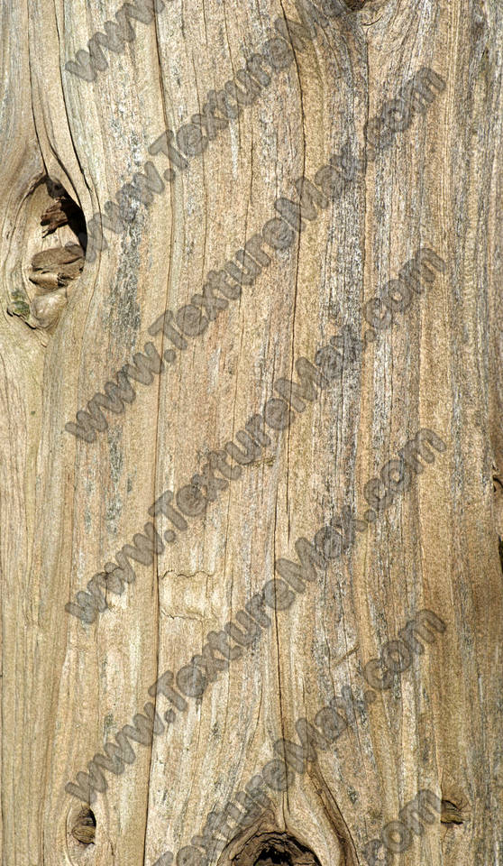 Texture of /plants/smooth-tree-bark/smooth-tree-bark_0001_02