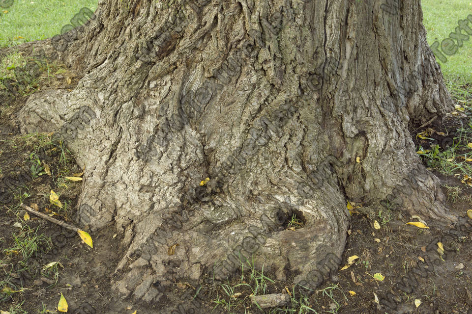 Texture of /plants/tree-roots-and-stumps/tree-roots-and-stumps_0004_02