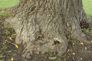 Texture of /plants/tree-roots-and-stumps/tree-roots-and-stumps_0004_02