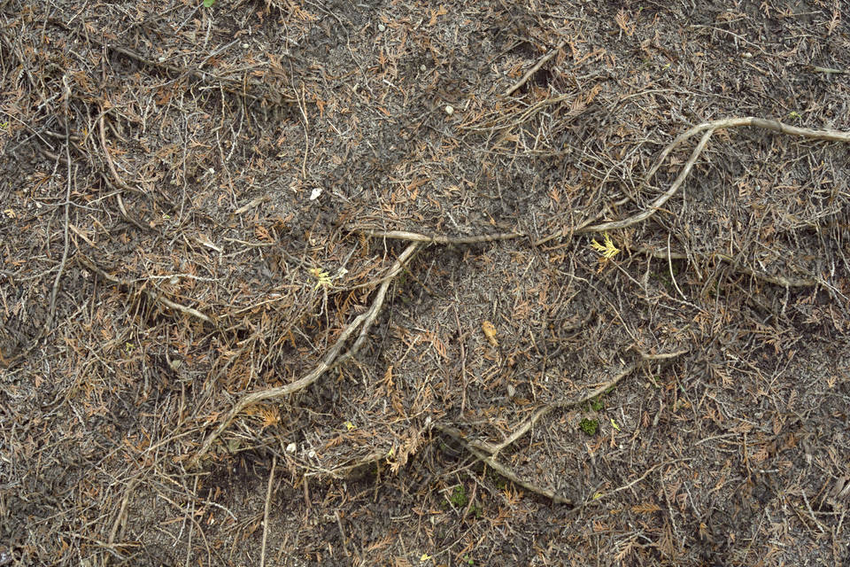 Texture of /plants/tree-roots-and-stumps/tree-roots-and-stumps_0006_01