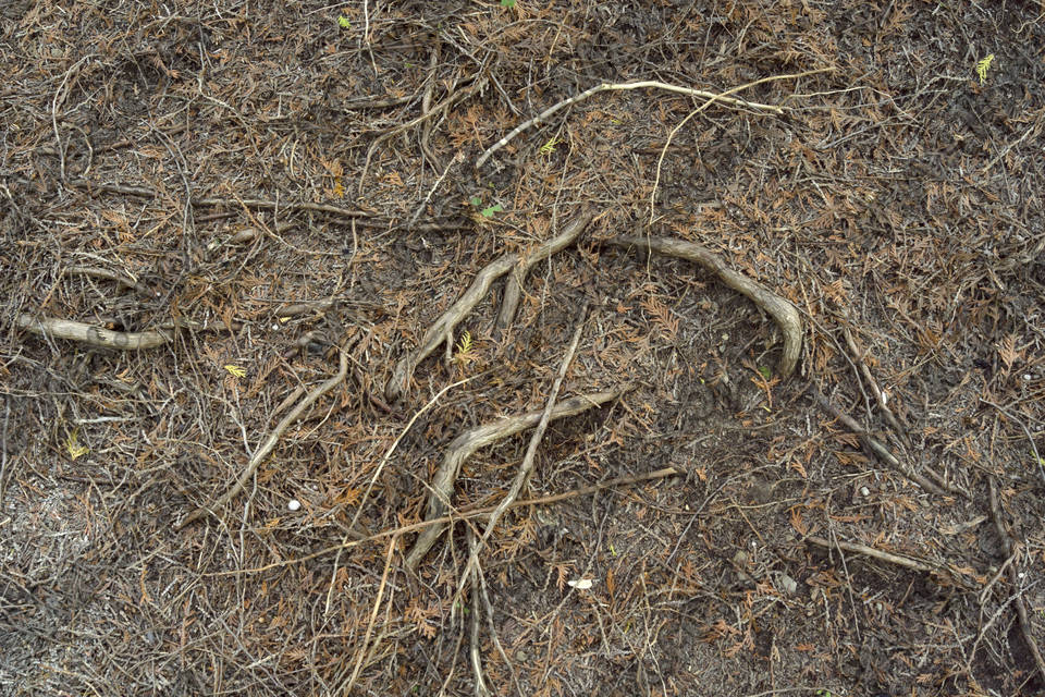 Texture of /plants/tree-roots-and-stumps/tree-roots-and-stumps_0006_02