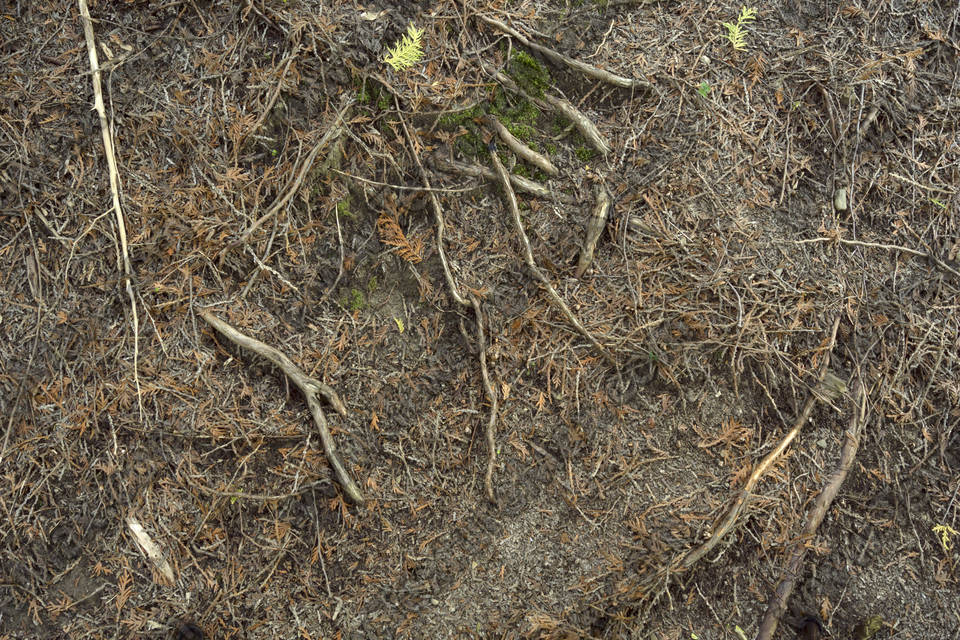 Texture of /plants/tree-roots-and-stumps/tree-roots-and-stumps_0006_03