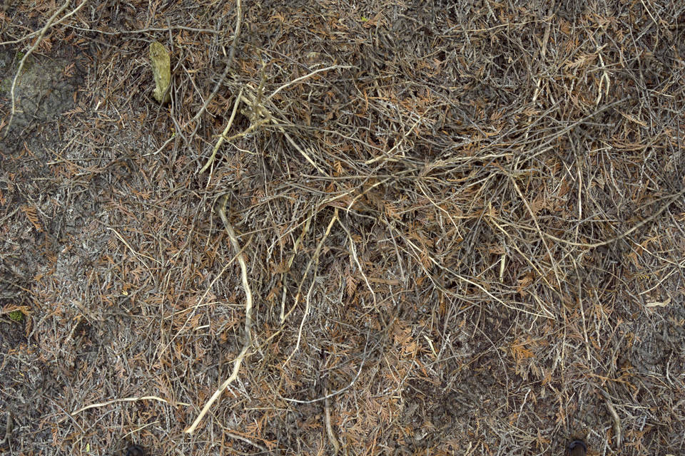 Texture of /plants/tree-roots-and-stumps/tree-roots-and-stumps_0006_04