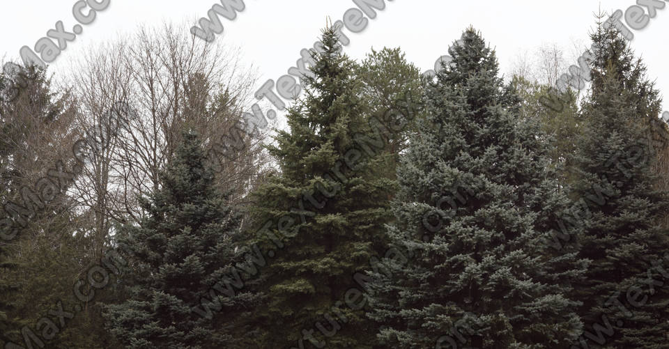 Texture of /plants/trees/trees_0061_01