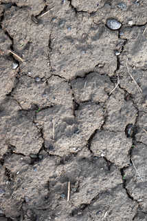 Texture of /terrain/cracked-mud-terrain/cracked-mud-terrain_0036_02